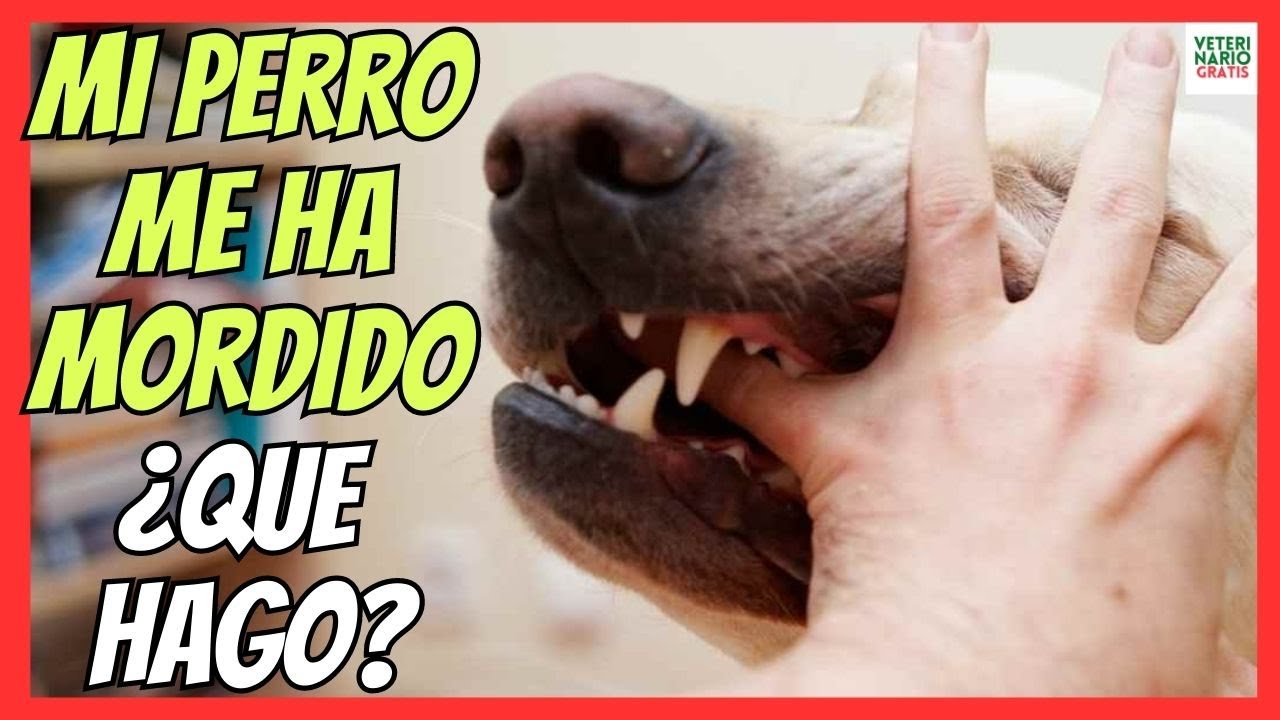 ¿Te ha mordido un perro? Descubre si puedes denunciar y cómo hacerlo